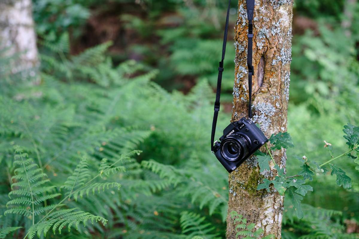 High-quality wildlife photo taken with properly installed trail camera