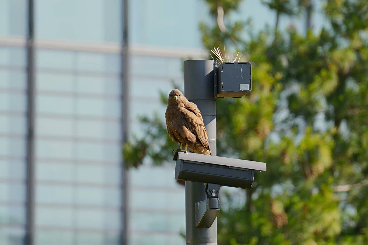 Closeup shot of a modern trail camera mounted securely on a tree trunk.