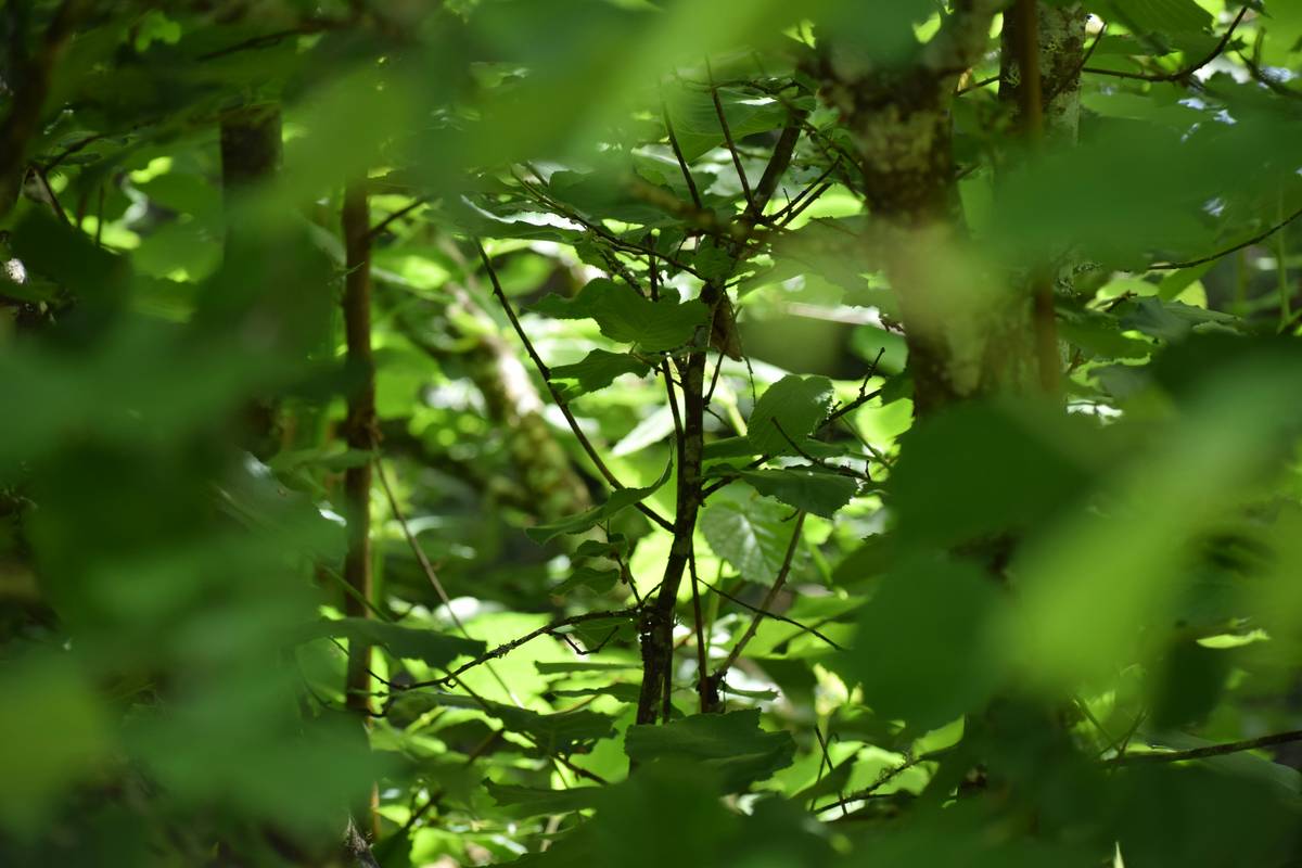 Comparison table showing specs of three popular nature zoom lenses