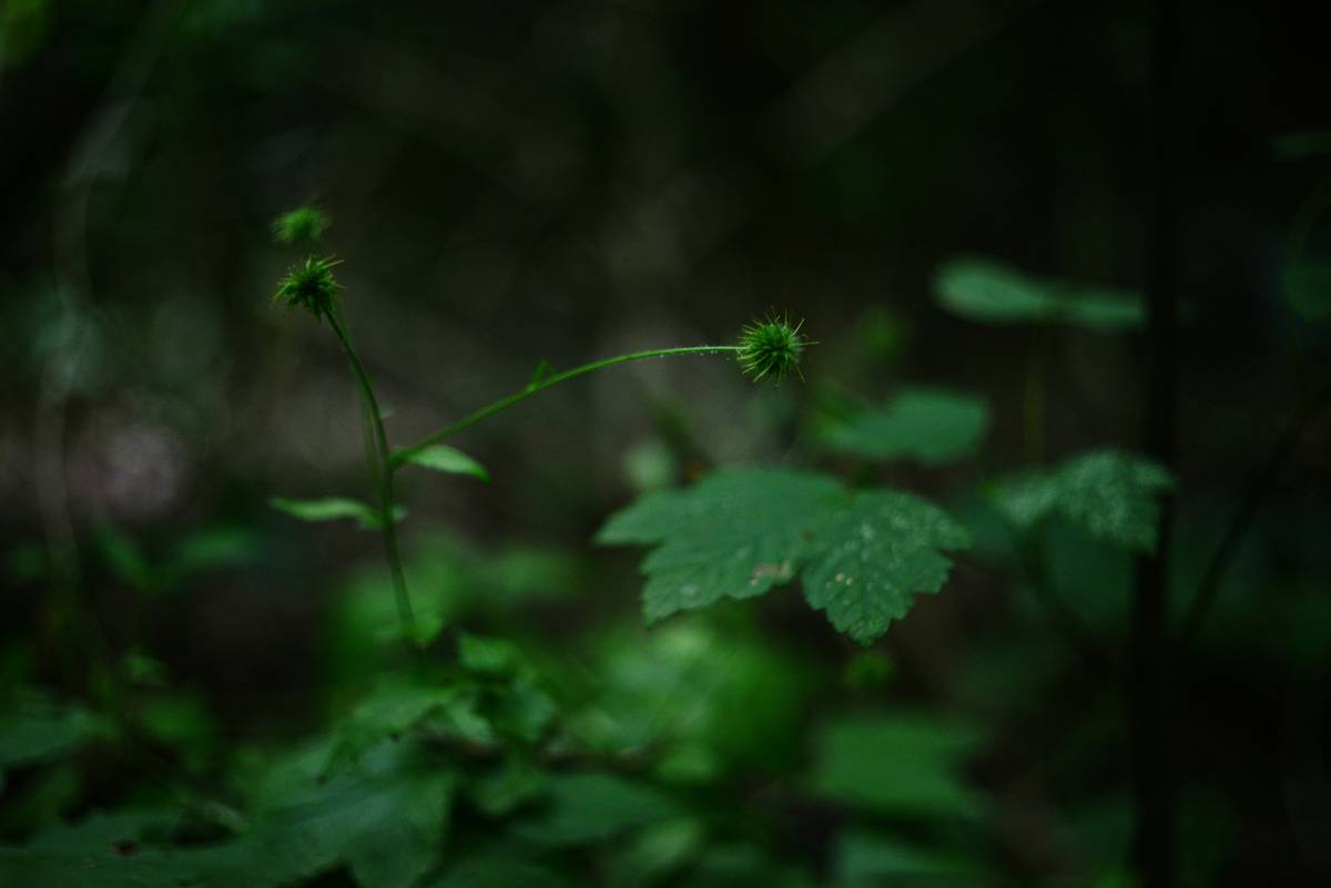 Vibrant purple alpine flower captured using a macro lens against a blurred mountainous backdrop