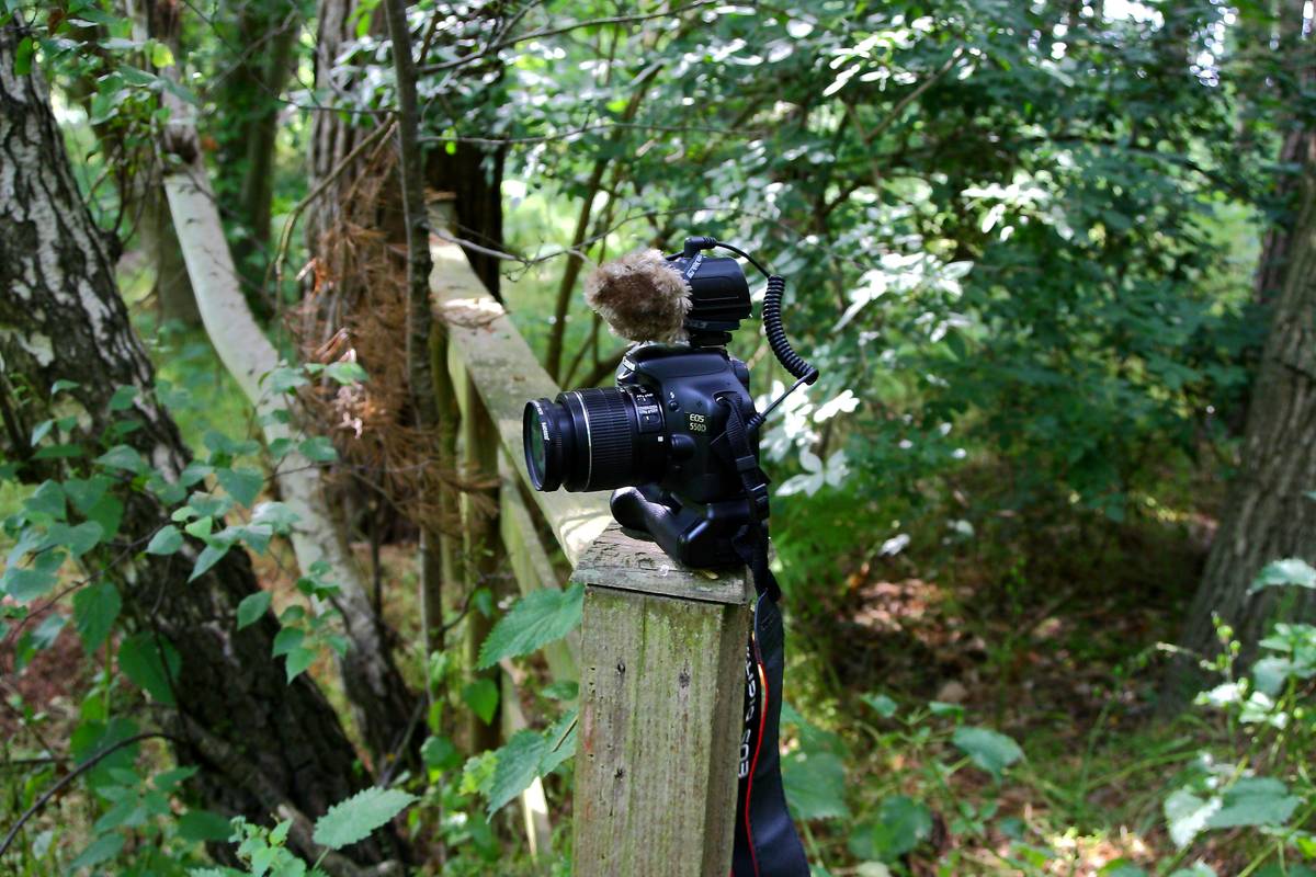 A sturdy trail camera setup on a tree trunk facing a clearing in the forest.
