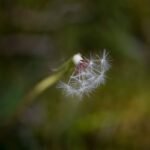 Unlocking the Beauty of Nature: How to Choose the Best Nature Lens for Macro Hiking Photography