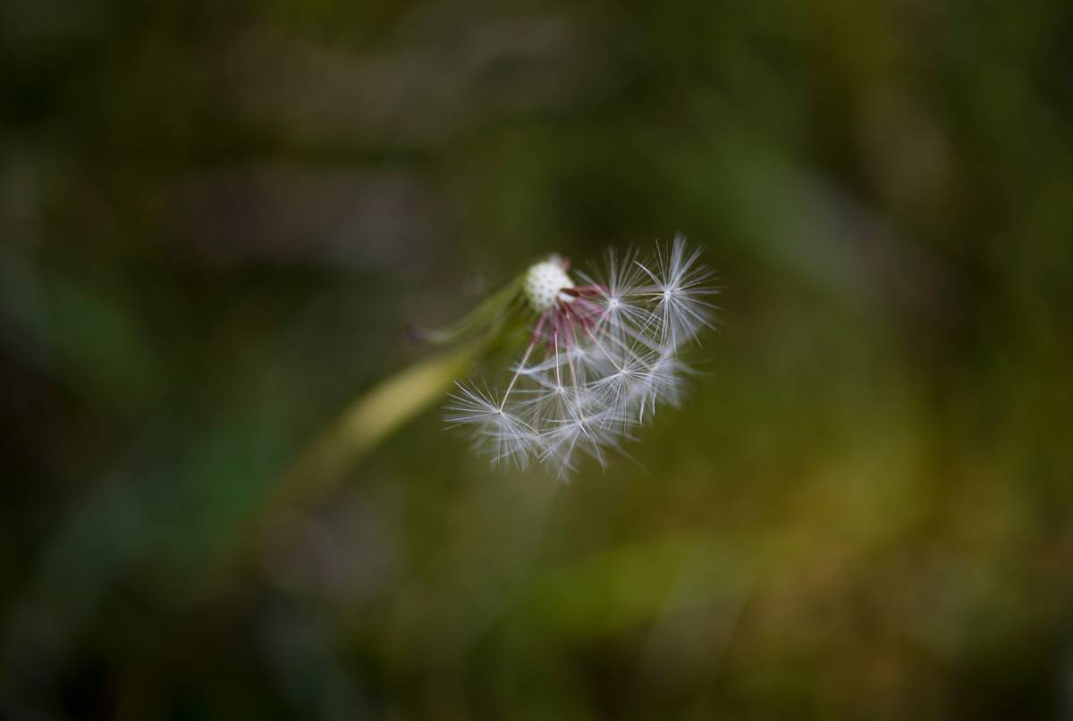 Unlocking the Beauty of Nature: How to Choose the Best Nature Lens for Macro Hiking Photography