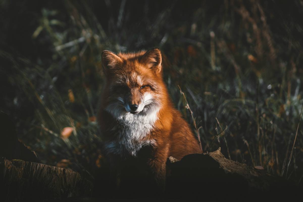 Infographic comparing specs of top-rated night vision trail cameras