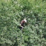 The Ultimate Guide to Cellular Wireless Trail Cameras for Hiking & Outdoor Exploration