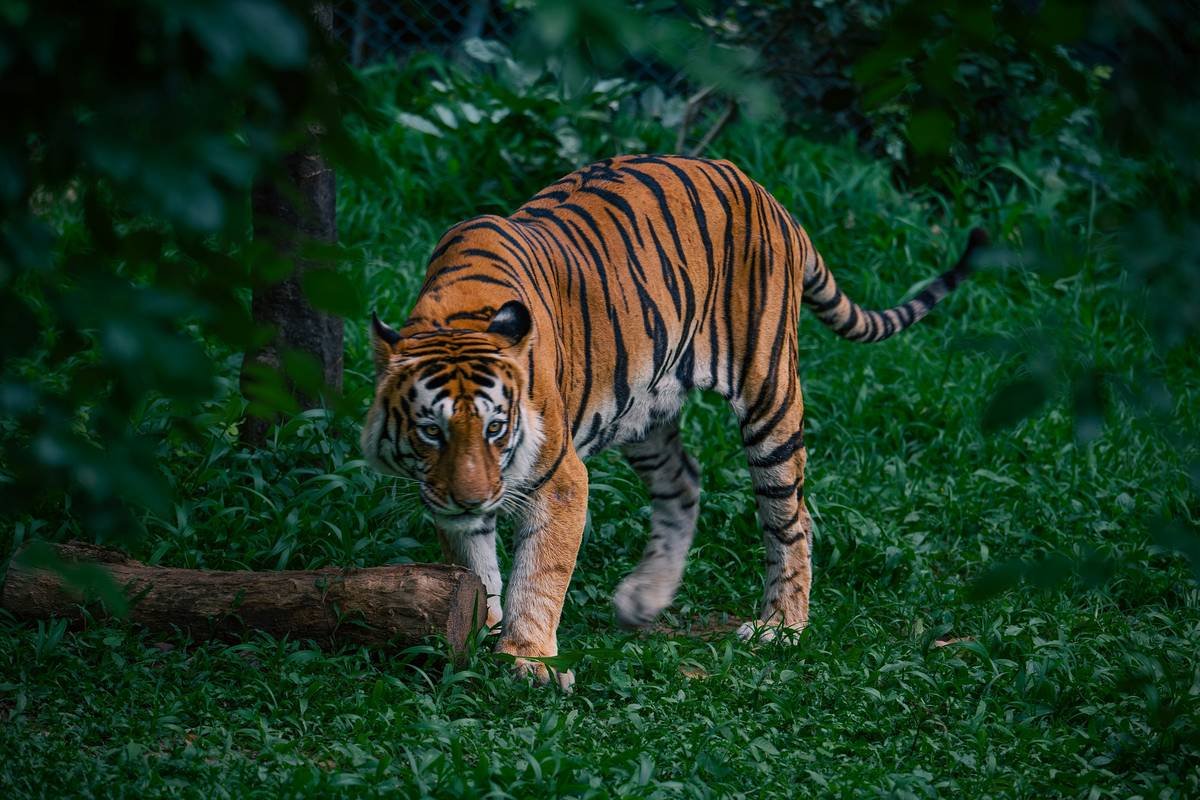 Before and after shots of wildlife captured by John's digital trail camera, showing the clarity and detail of the images.