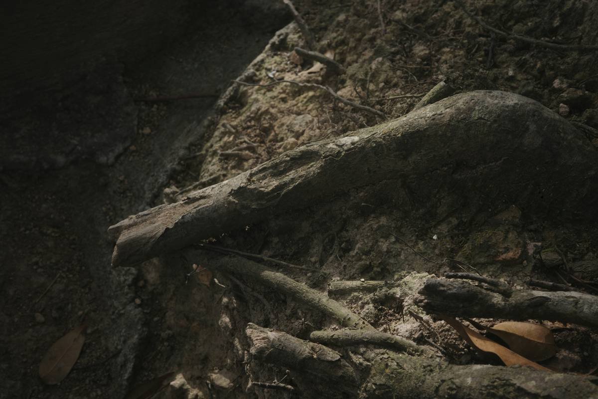 Side-by-side photo comparison: left shows blurred moss shot with standard zoom lens at 40cm, right shows sharp detail of same moss using 28mm prime lens at 18cm focus distance