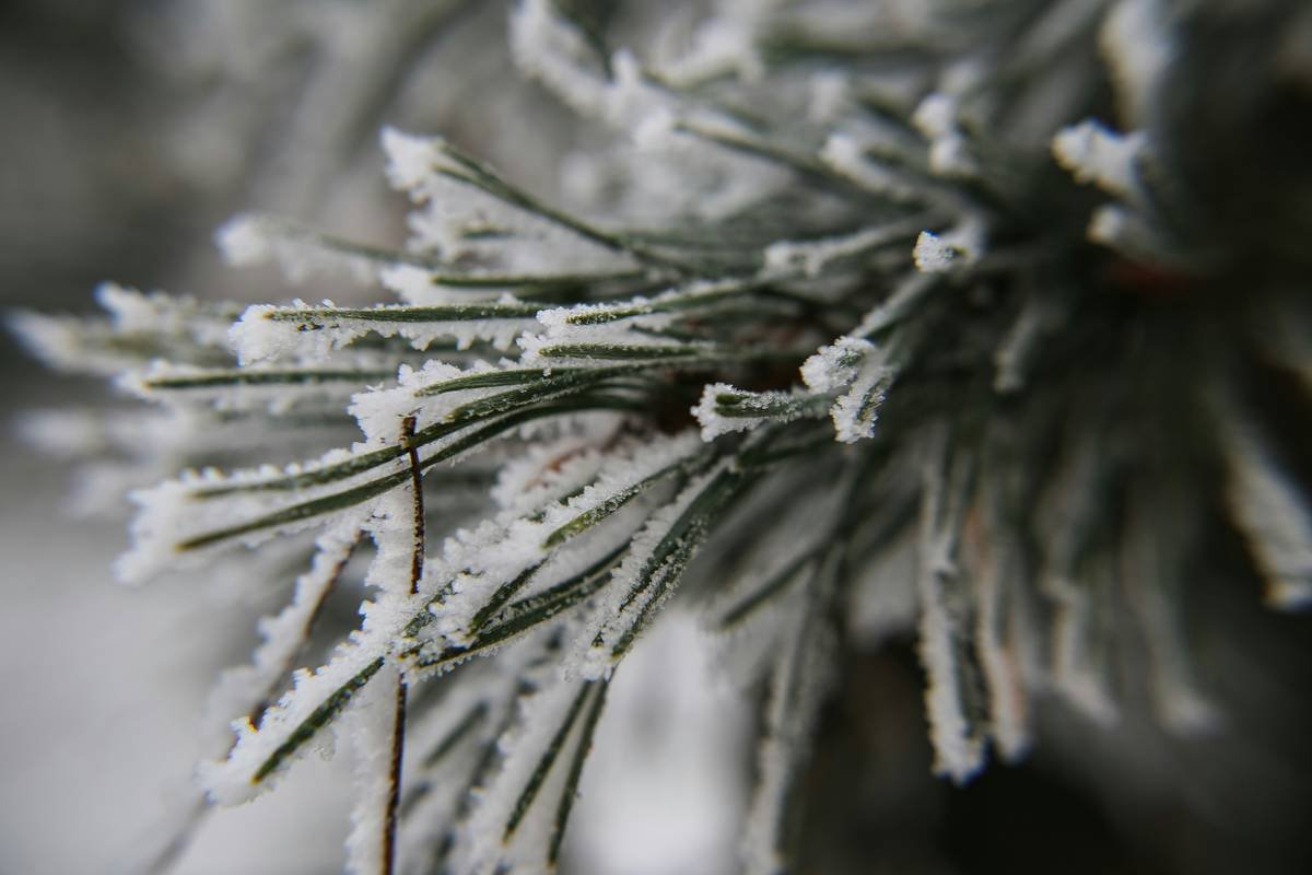 Side-by-side photo comparison: left shows blurry phone macro of moss, right shows sharp DSLR macro with Canon EF 100mm f/2.8L lens showing individual spores and water droplets