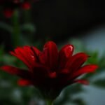 The Hiker’s Secret Weapon: How a Nature Close Up Lens Transforms Trail Photography