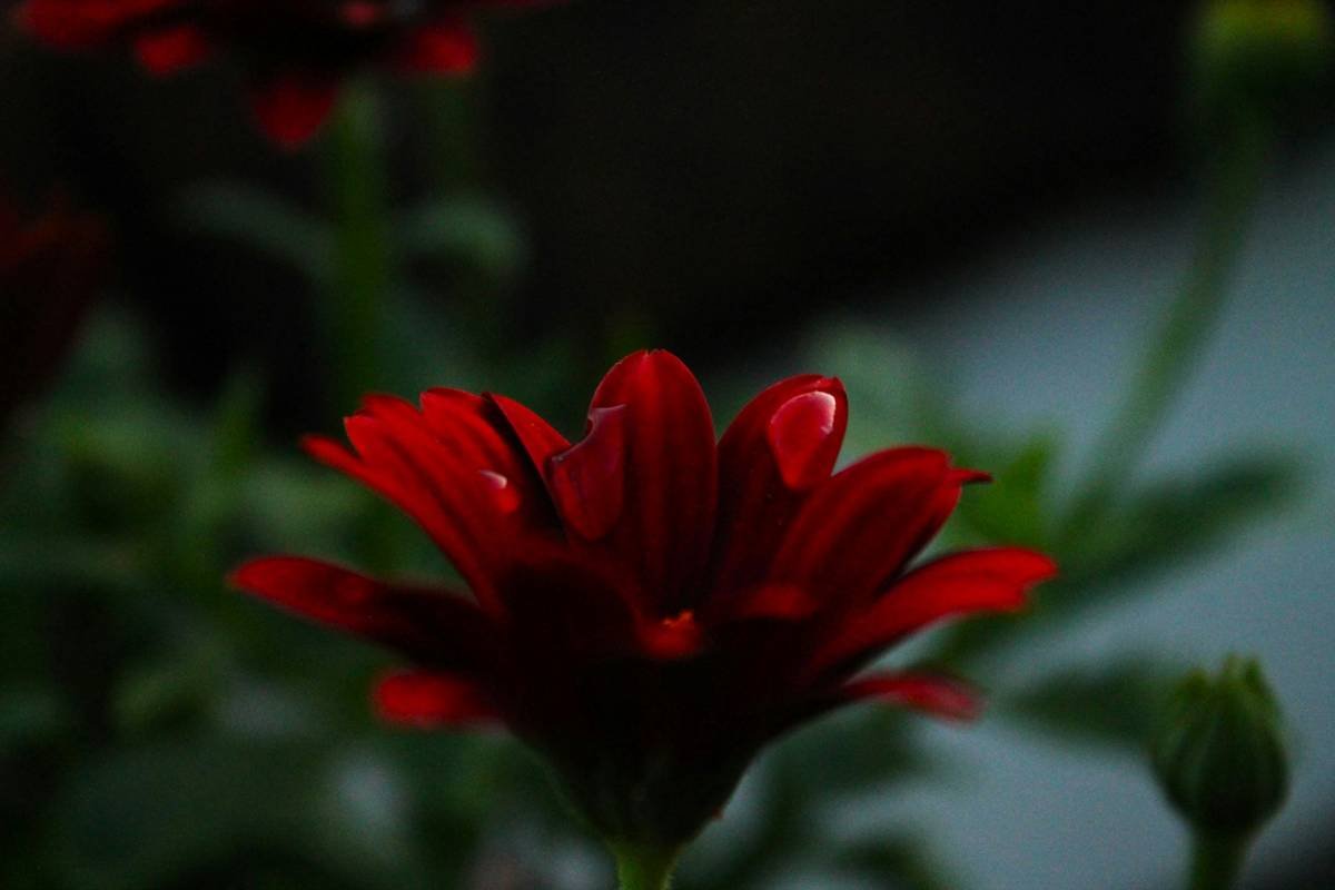 The Hiker’s Secret Weapon: How a Nature Close Up Lens Transforms Trail Photography