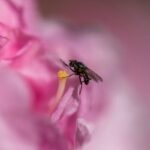 Why Your Hiking Shots Miss the Magic: The Ultimate Guide to a Nature Lens for Insects