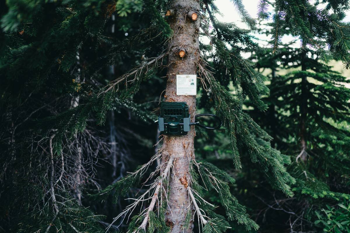 Why Your Wildlife Footage Sucks (And How a Low Glow Trail Camera Fixes It)