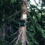 Why Your Wildlife Shots Suck (And How a No Glow Infrared Trail Camera Fixes It)