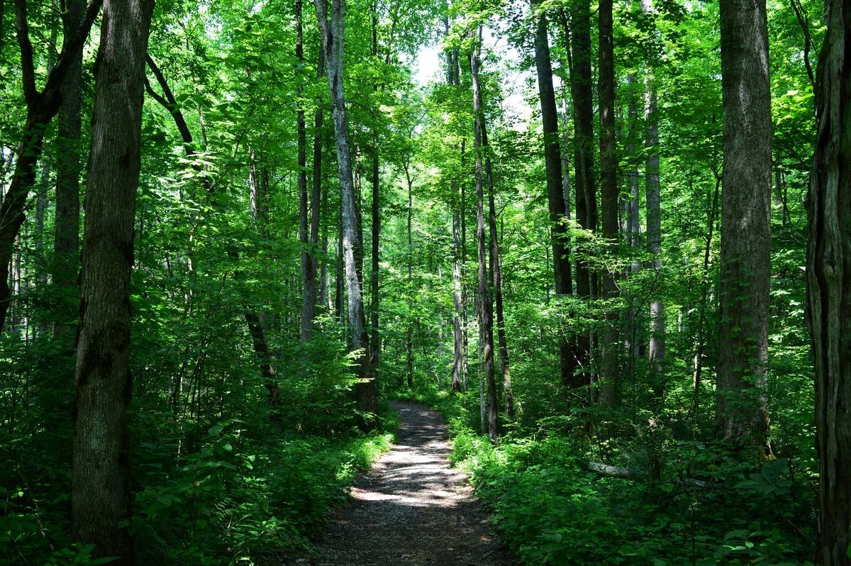 Why Your Hiking Adventures Deserve a Cellular Hunting Trail Camera (Not Just Any Old GoPro)