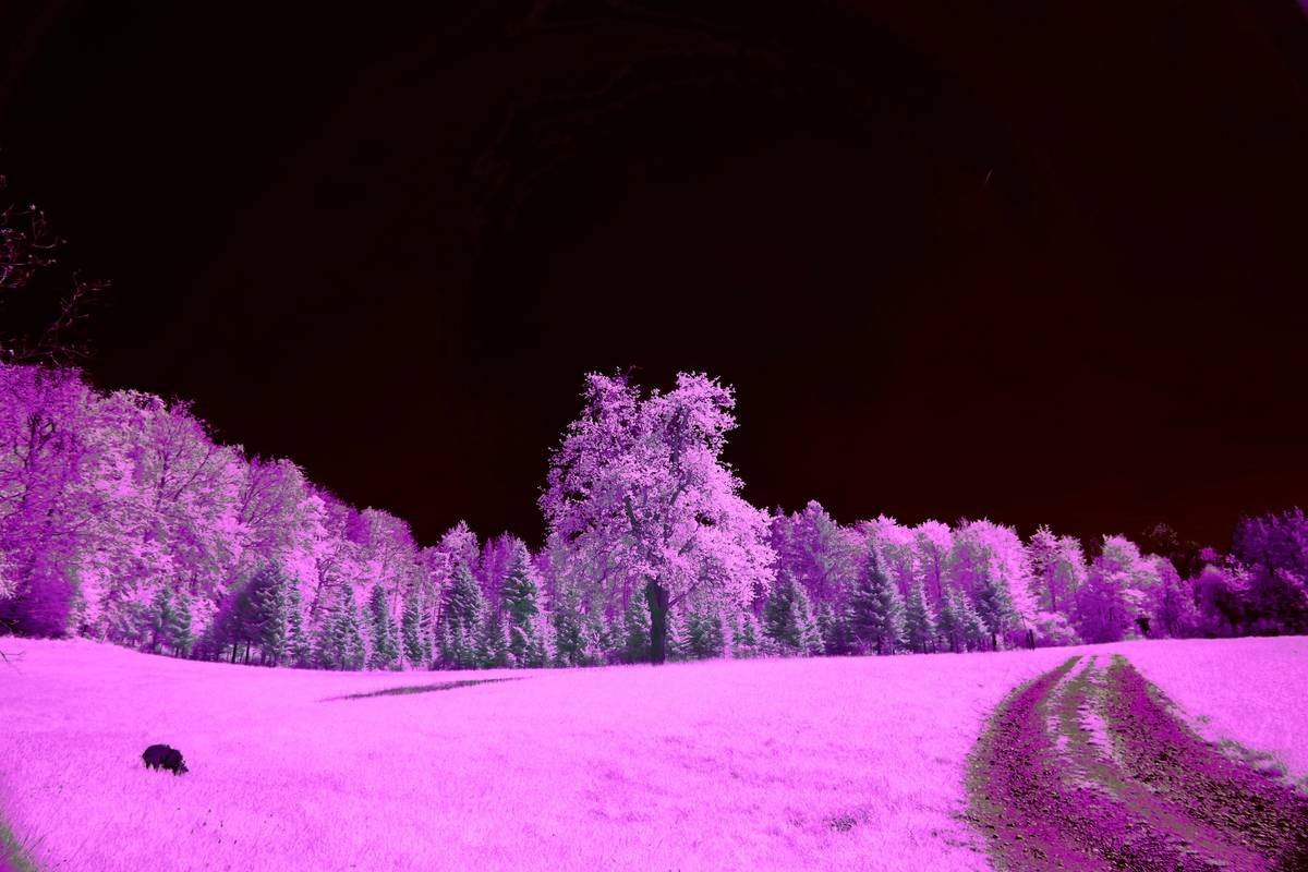 Why Your Hiking Footage Sucks (And How a Trail Cam with Infrared Fixes It)