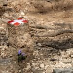 Why Your Hiking Shots Suck (And How a Prime Macro Lens for Nature Fixes Everything)