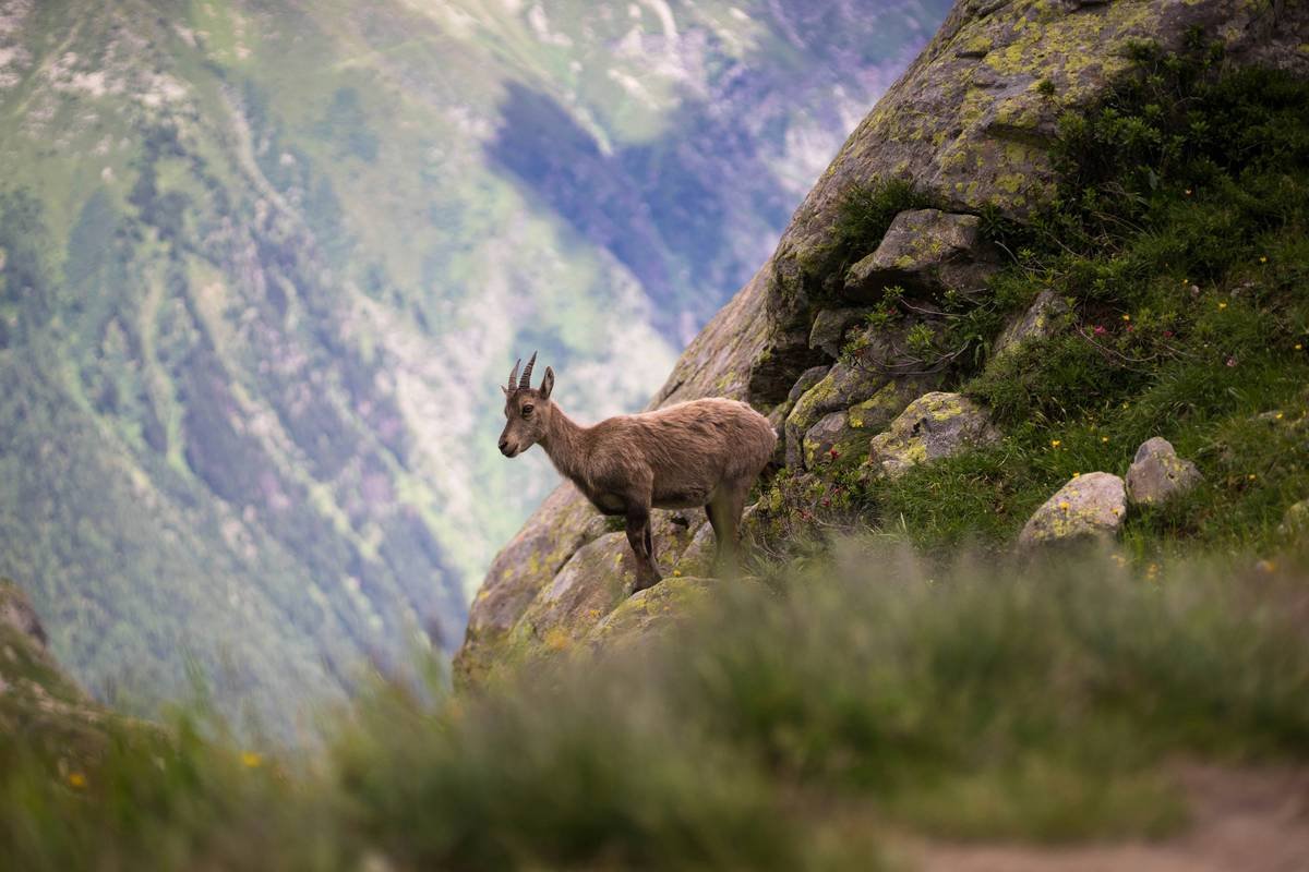 Why Your Nature Telephoto Lens Zoom Might Be Ruining Your Hiking Photos (And How to Fix It)