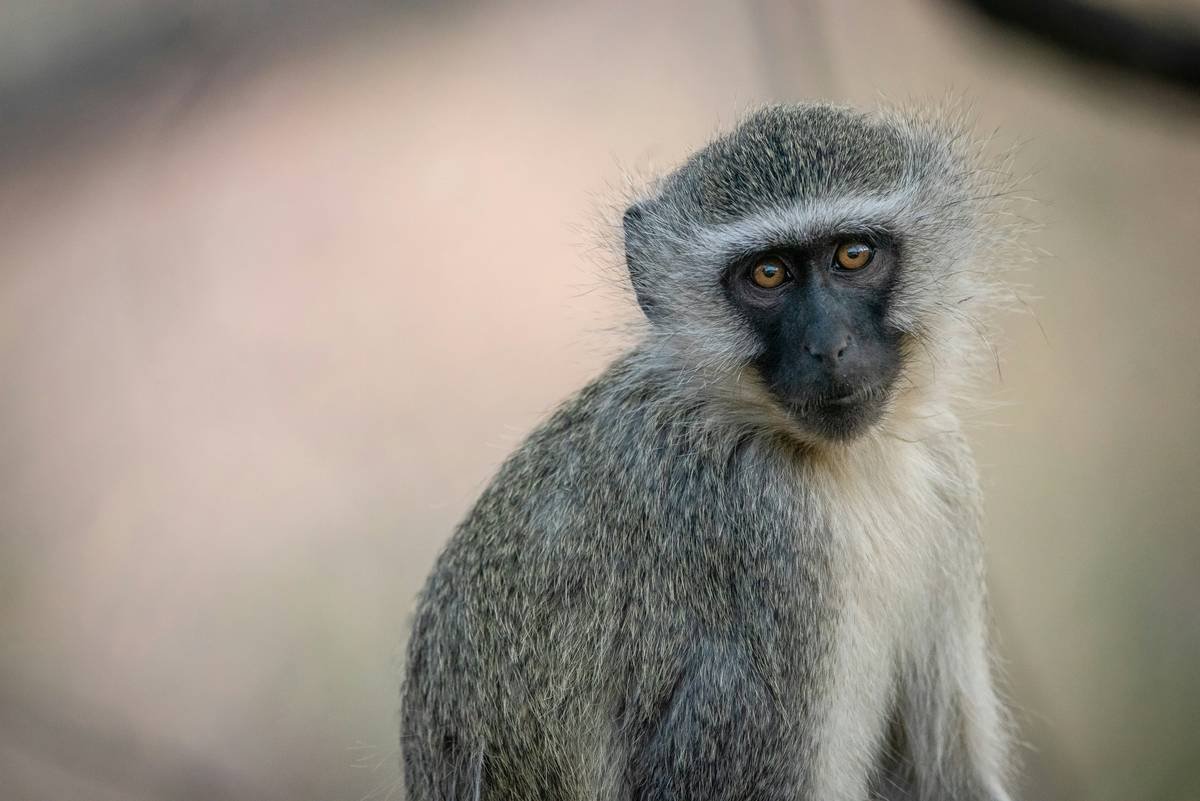 a close up of a monkey