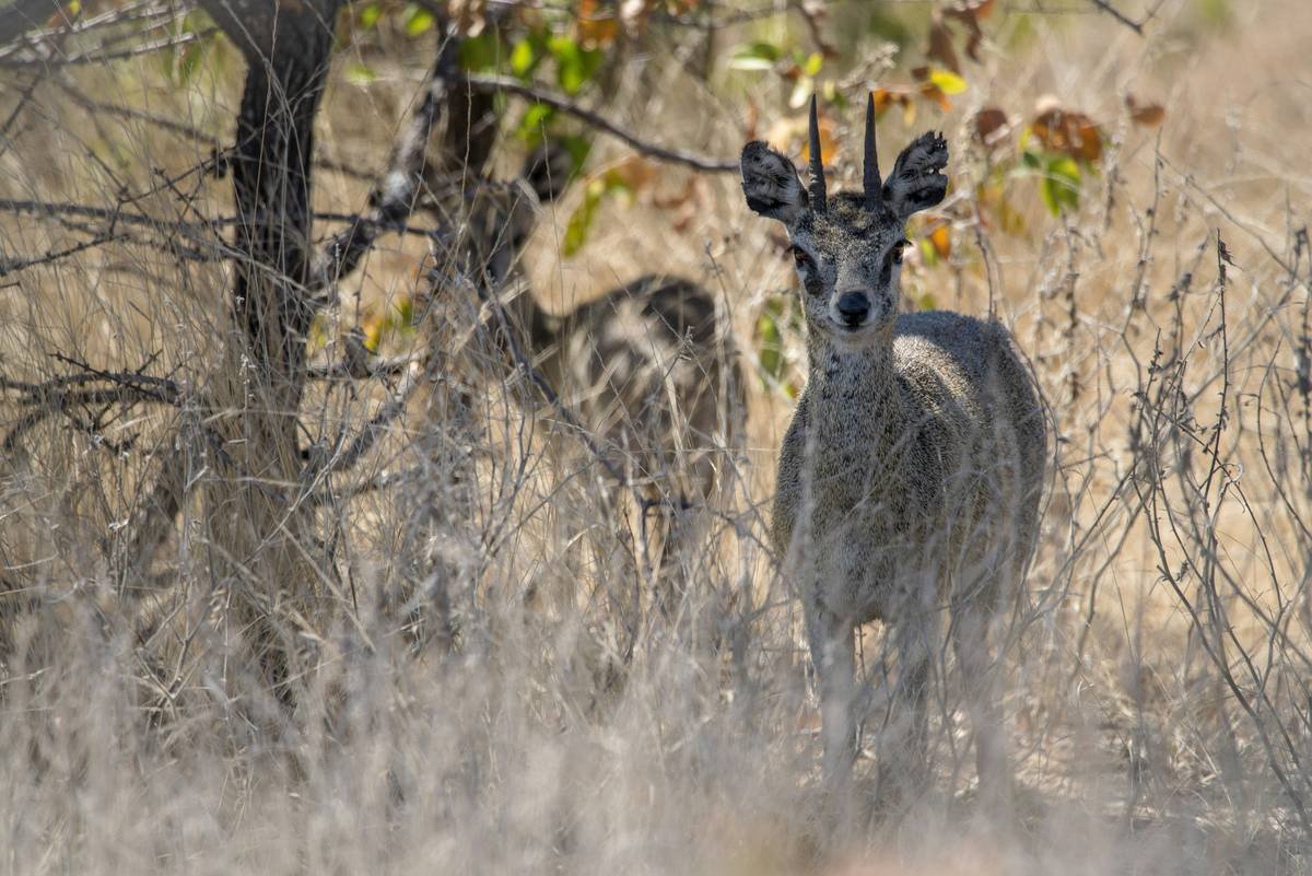 a deer in a field