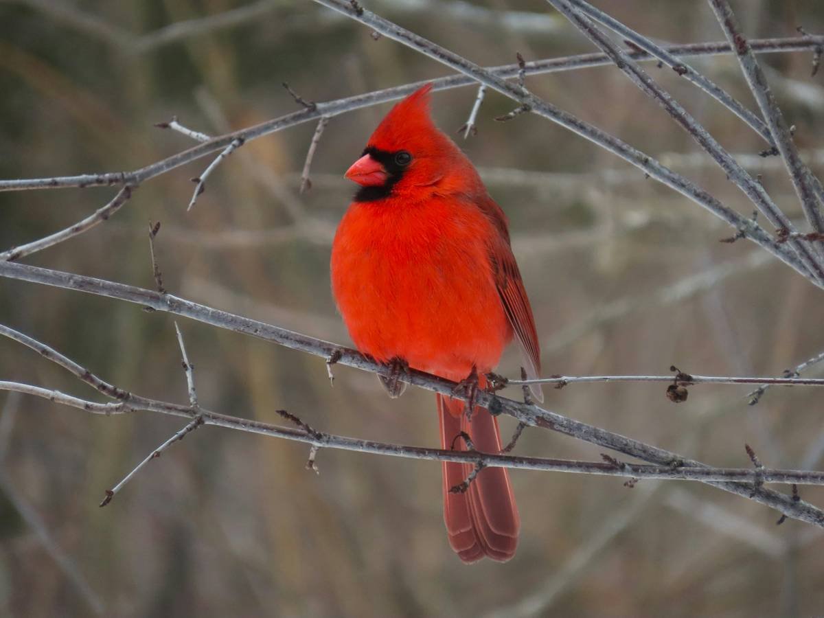 Brilliant male northern cardinal (Cardinalis cardinalis) in a maple tree in the winter.