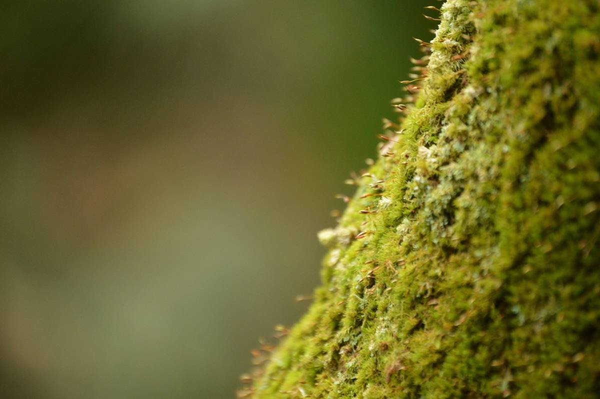 Side-by-side comparison: left image shows blurry close-up with standard lens; right image shows crisp insect details with 100mm macro lens