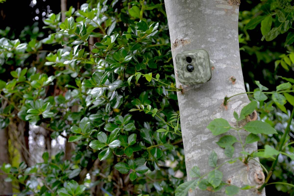 Trail Camera for Wildlife: Your Secret Weapon for Ethical, Breathtaking Nature Footage