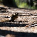 Why Your Nature Lens for Small Animals Keeps Missing the Magic (and How to Fix It)