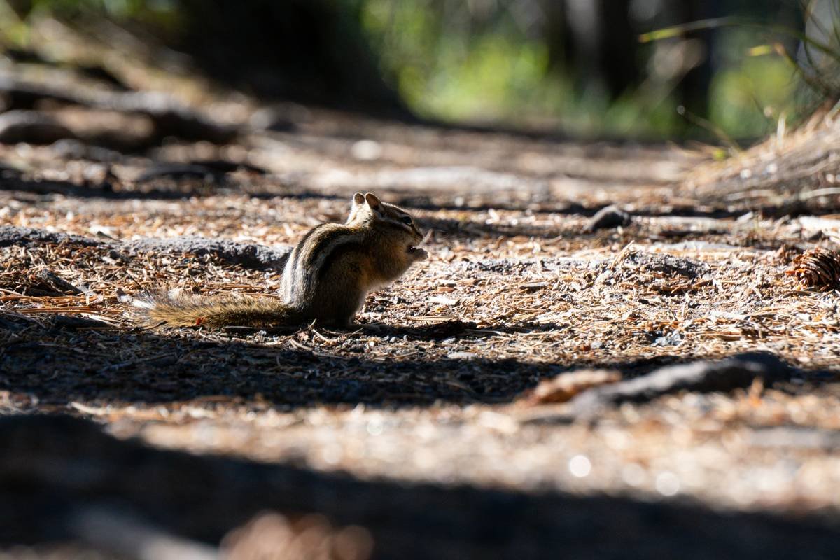 Why Your Nature Lens for Small Animals Keeps Missing the Magic (and How to Fix It)