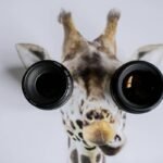 Why Your Wildlife Prime Zoom Lens Is the Secret Weapon Every Hiking Photographer Needs