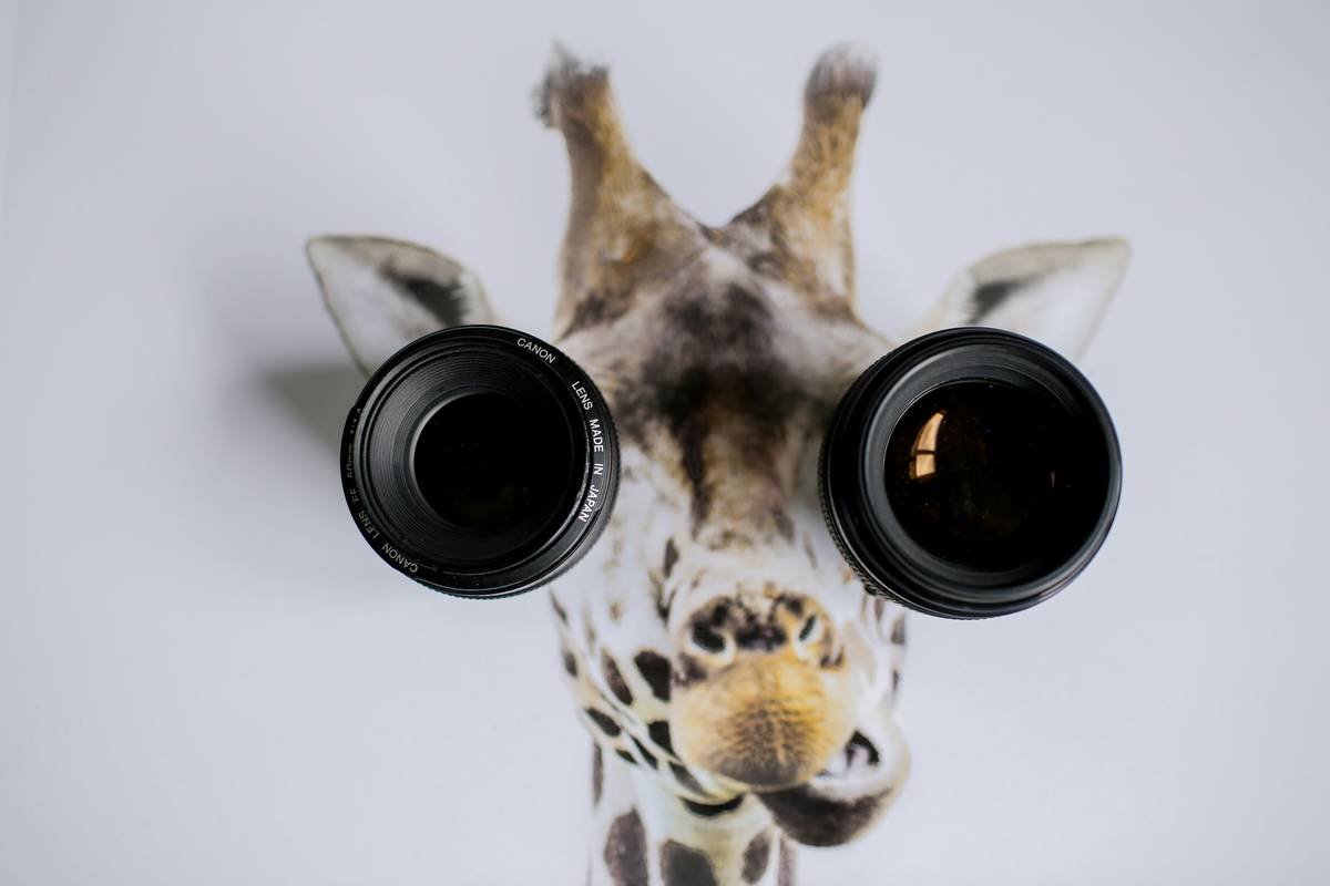 Why Your Wildlife Prime Zoom Lens Is the Secret Weapon Every Hiking Photographer Needs