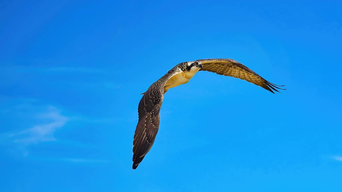 Young Fledgling Osprey flying around the nest