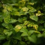 Why Your Hiking Shots Suck (And How a Fast Nature Lens Fixes Everything)