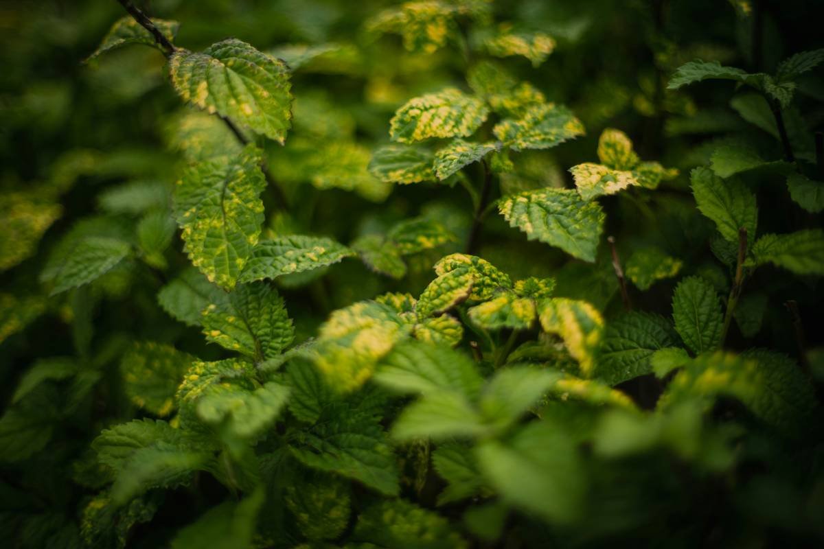 Why Your Hiking Shots Suck (And How a Fast Nature Lens Fixes Everything)