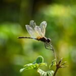 Why Your Hiking Shots Suck (And How a Nature Zoom Prime Lens Fixes It)